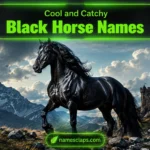 Cool And Catchy Black Horse Names